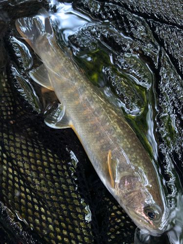 ニッコウイワナの釣果