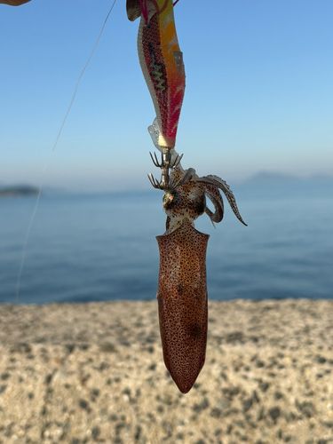 ベイカの釣果