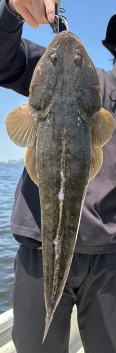 マゴチの釣果