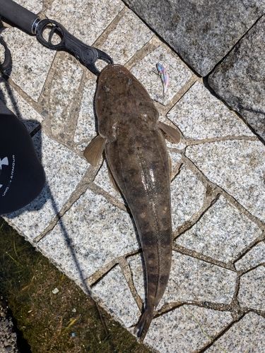 マゴチの釣果