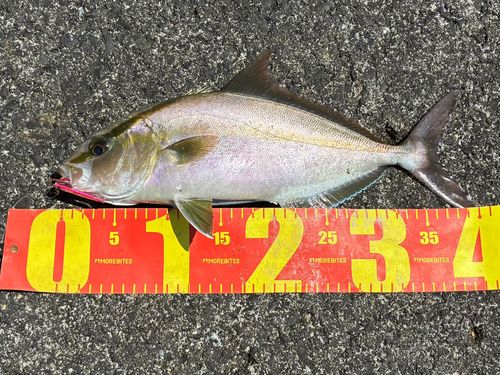 カンパチの釣果