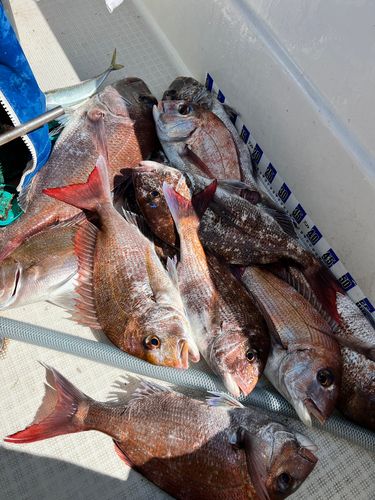 マダイの釣果