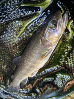ニッコウイワナの釣果