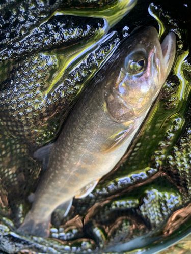 ニッコウイワナの釣果