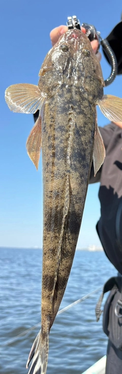 マゴチの釣果