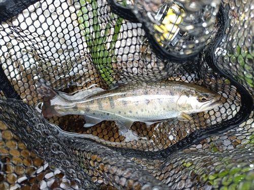 ヤマメの釣果