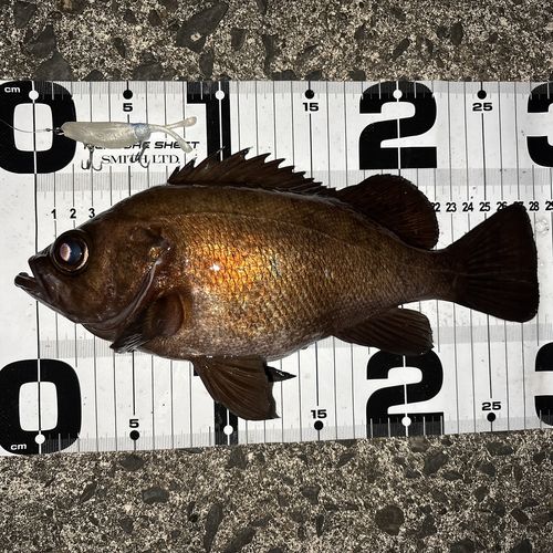 メバルの釣果