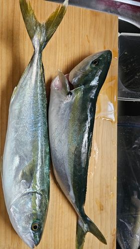 イナダの釣果