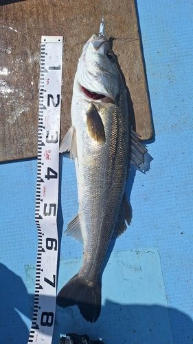 スズキの釣果