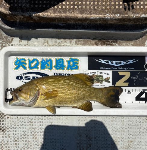 スモールマウスバスの釣果