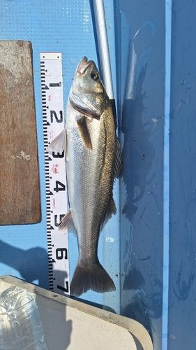 スズキの釣果