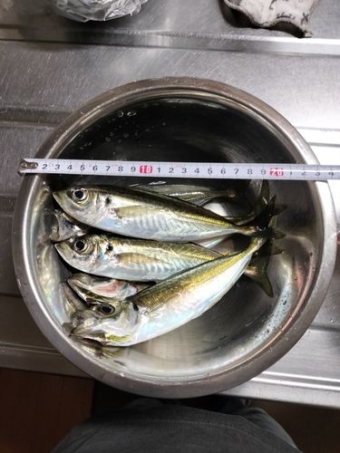 アジの釣果