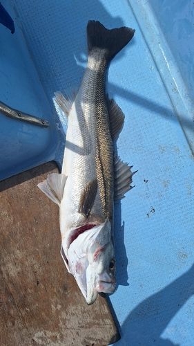 スズキの釣果