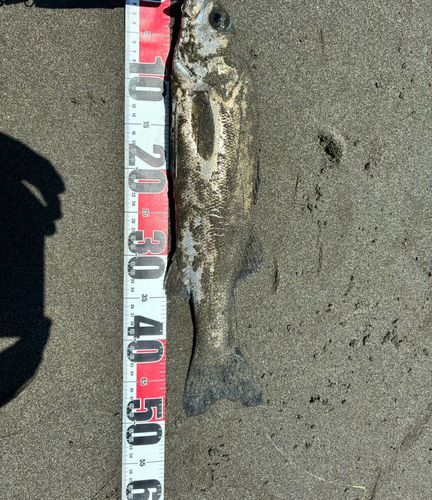 セイゴ（ヒラスズキ）の釣果