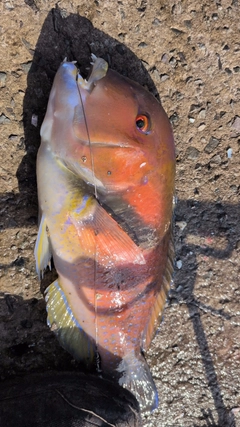 イラの釣果
