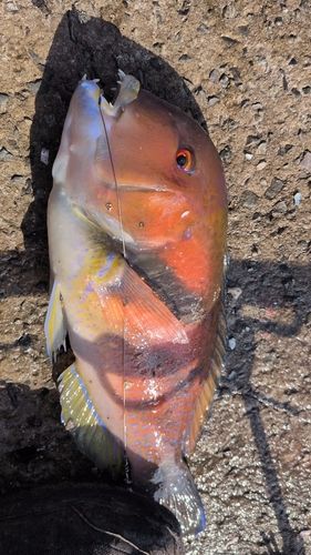 イラの釣果