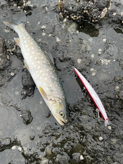 アメマスの釣果