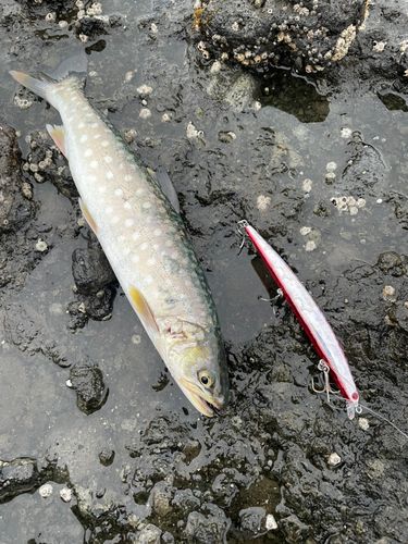 アメマスの釣果