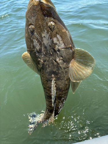 マゴチの釣果