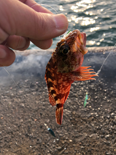 カサゴの釣果