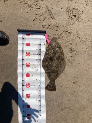 ヒラメの釣果