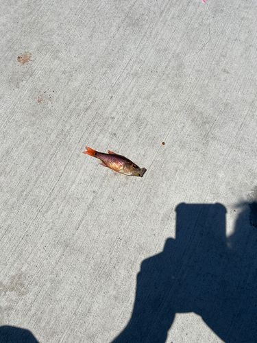 ネンブツダイの釣果