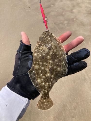 ソゲの釣果