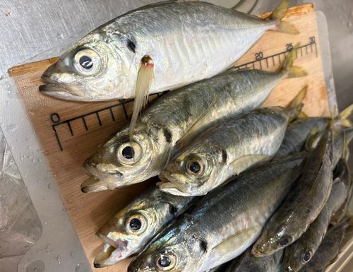 アジの釣果