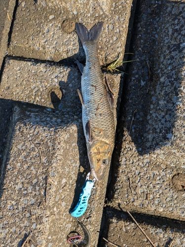 ニゴイの釣果