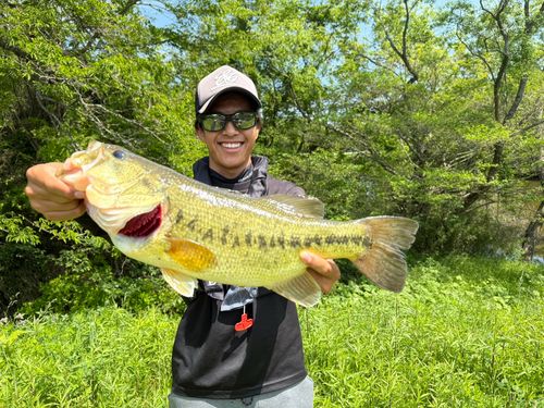 ブラックバスの釣果