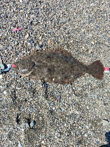 ヒラメの釣果