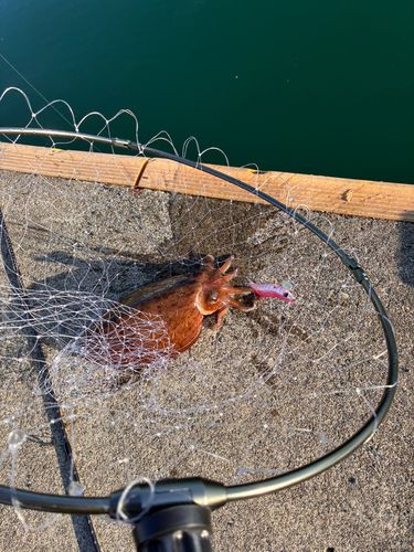 コウイカの釣果