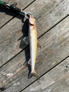 マエソの釣果