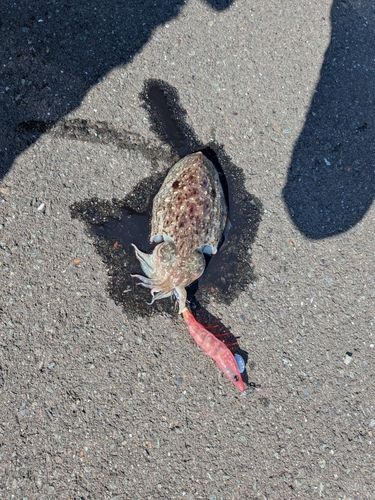 コウイカの釣果