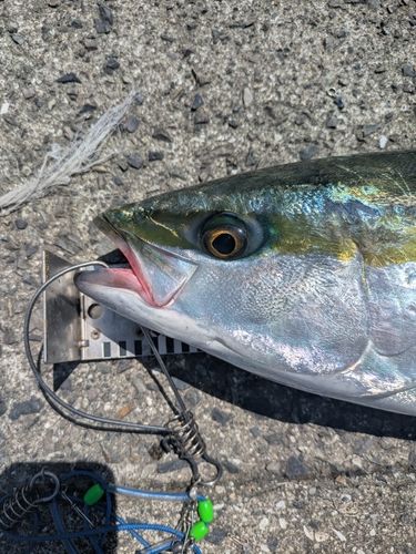 ハマチの釣果