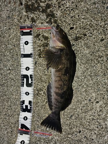 アイナメの釣果