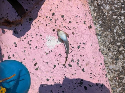 メゴチの釣果
