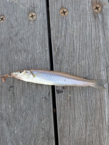 シロギスの釣果