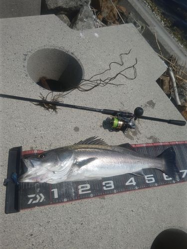 シーバスの釣果