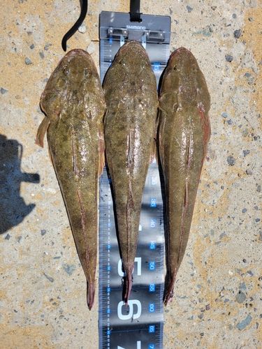 マゴチの釣果