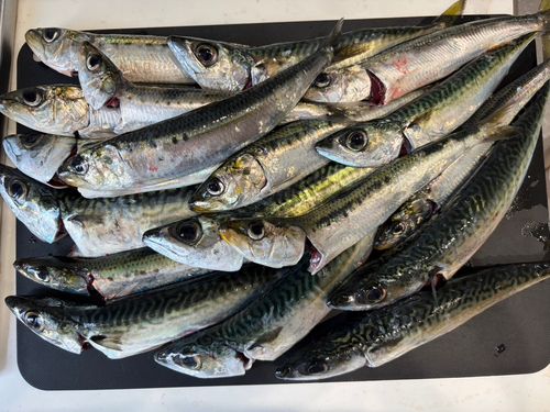 サバの釣果