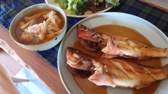キジハタの釣果