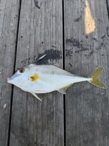ギマの釣果