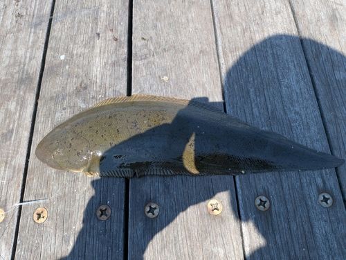 ウシノシタの釣果