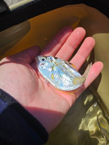 ヒイラギの釣果