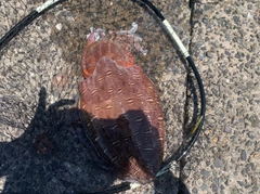 モンゴウイカの釣果