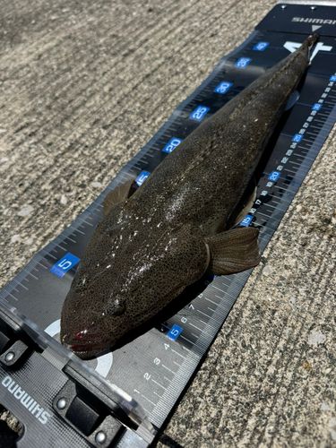 マゴチの釣果
