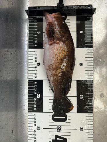 キジハタの釣果