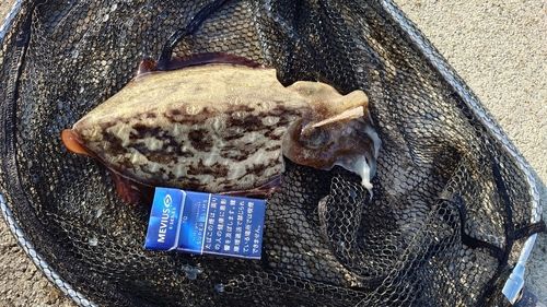 コウイカの釣果