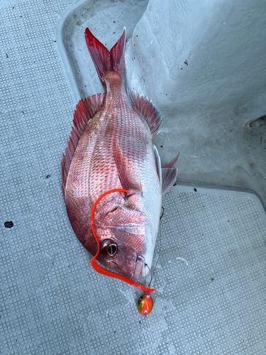 マダイの釣果